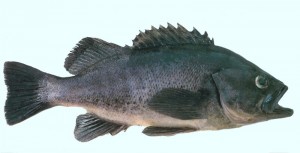 Black-Sea-Bass