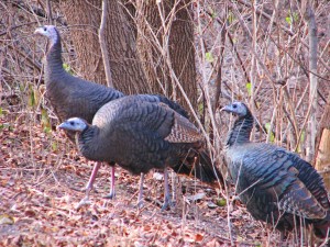 Female_wild_turkeys